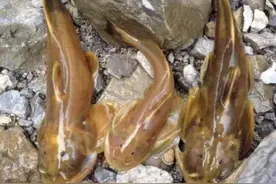 80年代农村常见又美味的16种河鲜，四大家鱼不够看，你吃过几种？图片