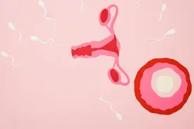 胚胎移植需要多厚的子宫内膜？哪些内膜疾病容易影响怀孕？图片