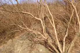 故事：19岁女子上山，在山上遇到一个和尚，和尚将她带到大山深处图片