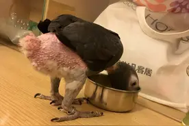 灰鹦鹉的所有缺点，看完你还爱它吗？图片