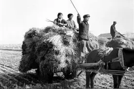 捡麦穗一一与莫言同样的经历，不一样的印象图片