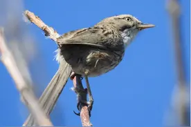 北京不老屯山鹛数据在全球生物多样性信息平台（GBIF）发布图片