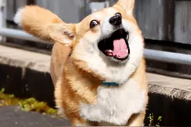 为何柯基犬这么多人饲养？看完这些，我懂了图片