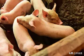 养猪50年，猪场常用药搭配方案图片