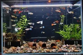 鱼缸水为什么会浑浊？最简单的解决方法是什么？图片