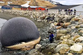 别人说“一鲸落万物生,一鲸爆万物亡 ”你知道这是什么意思吗？图片