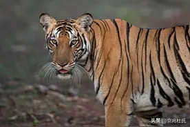 棕熊和老虎对决，谁更胜一筹？棕熊是老虎的天敌吗图片