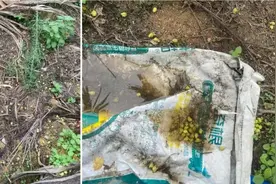 6月份槟榔落花落果原因及建议保花保果措施图片