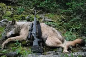 狼的天敌是什么？成年人能徒手打败狼吗？野外遇到狼如何自保？图片