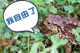 1万余只中华大蟾蜍被放归大自然！沪警方成功侦破非法猎捕、收购、运输、出售陆生野生动物系列案图片