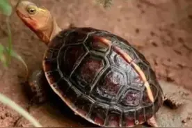 黄缘龟其实很好养，掌握了这些问题，个顶个的健康活泼图片