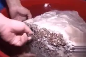 2012年,长春39岁男子捡到怪肉,深夜疯狂"下崽",专家调查喜出望外图片