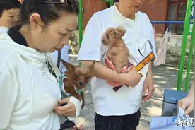 武汉狗狗集中办证了！ 可跨区、在线办理图片