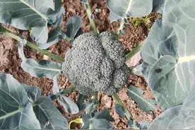 西兰花（自己种的纯绿色蔬菜）图片