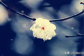 十首唯美梅花诗词：一朝红尘客，经历寒彻骨，才得扑鼻香图片