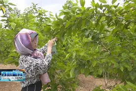 感恩奋进新征程 建设美丽新宁夏·喜迎自治区第十三次党代会||桑葚满枝头 映红致富路图片