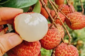 广东荔枝少量上市，率先出口美国，荔枝能成为国际水果吗？图片