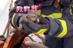 辽宁锦州 一民房意外起火，消防员灭火后从角落救出一窝小奶猫图片