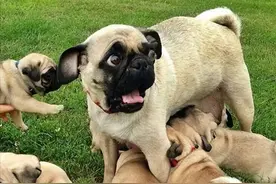 狗狗还会“近亲繁殖”？知道原因的我三观裂了图片