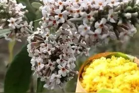 密蒙花还叫啥名字，它含有什么成分具有哪些作用图片