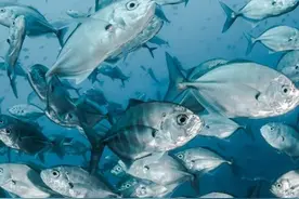 鱼类也有语言吗？科学家揭秘你不知道的鱼类交流方式图片