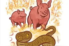 再毒的毒蛇都杀不死一头猪？猪是蛇的天敌，有没有科学依据？图片