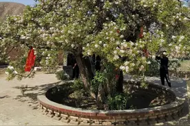 白银靖远文冠果花意正浓图片