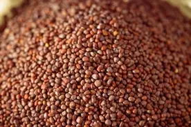 萝卜籽捣碎作用真厉害，老一辈的土方法，便宜又好用，试试就知道图片