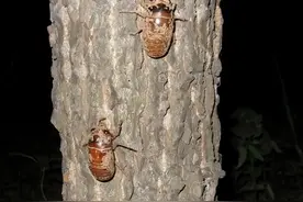 疯狂的知了猴：美国泛滥300亿只，在中国卖1~2元一只却供不应求图片