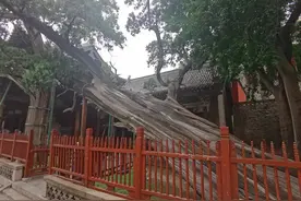 这棵古柏树，竟然有3200多岁图片