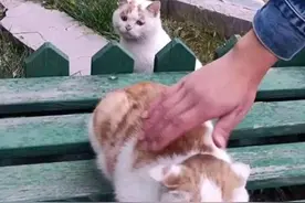 “委屈猫”已经不委屈了，它结束了流浪，住上了大别墅图片