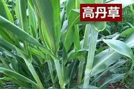 能长3米，亩产10吨，高丹草是猪、牛、羊、鱼的好饲草图片