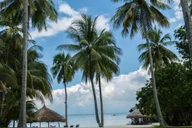 在海南的树林里待了半个小时，被槟郎虫咬了100个大包图片