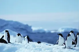 南极墙被发现，离地球很近但一直被遮挡，这是何方神物？图片