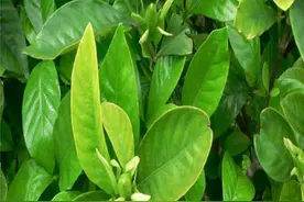 栀子花的寓意和象征风水图片