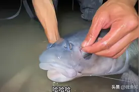 这条鱼价值上万！重庆钓鱼网红钓获“巨青”，遛鱼小船被大鱼拖走图片