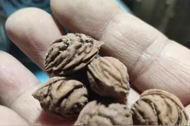 如何让你手中的桃核干净图片