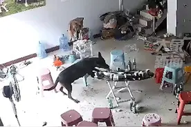 狗子去邻家蹭饭还把人家桌子掀了图片