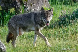 狼见到狗真会落荒而逃吗？狗是狼的克星吗？农村的狼为啥不见了？图片