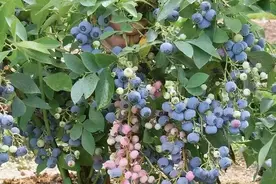 阳台种“蓝莓”，学4招就管用，叶绿花多，座果率高，太值了图片