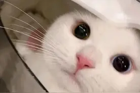 为什么老人总说，男不养猫，女不养狗，这其中的原因是什么？图片