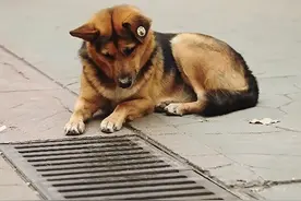 流浪狗每天都紧盯着下水道，女子好奇走近一看：竟然有一窝小奶猫图片