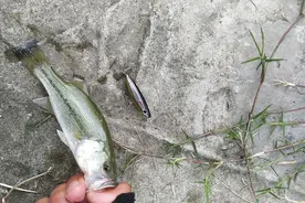 路亚破龟必备神饵，每一个都能百分之百上鱼图片