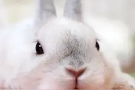兔子感染寄生虫的症状有哪些？如何预防？图片