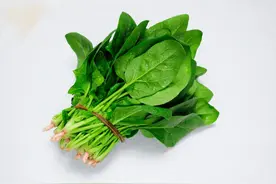 菠菜涩嘴不好吃？“圆叶”“尖叶”有讲究！你选对了吗？图片