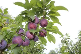 上糖上色打什么？让果子甜度增、上粉好图片