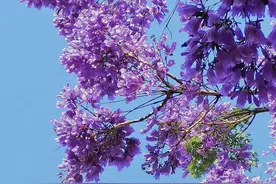 「蓝花楹」植物界蓝紫色调中的顶流图片