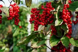 万物有灵 | 识尽五味便通达——五味子图片