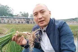 大葱不简单，一般人还真不知它有这作用，别只把它当菜吃啦图片