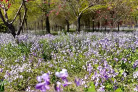 北京房山，二月兰开的盛茂免费看，还有各种野菜挖不完图片